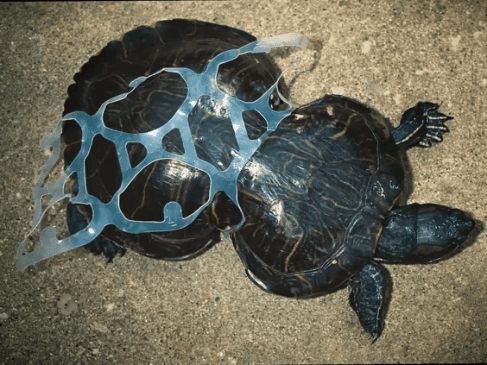 Turtle trapped between beer bindings