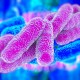 revised legionella acop