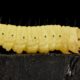 Wax Worms Blog Image