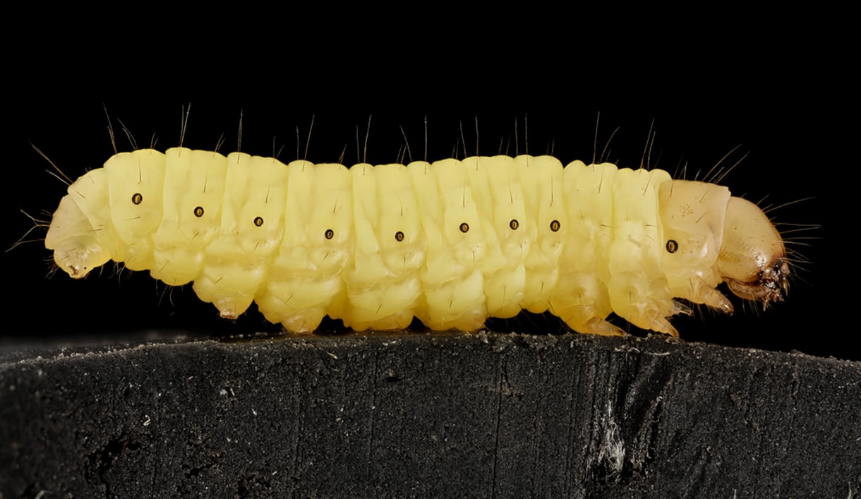 Wax Worms Blog Image