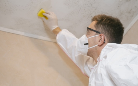 Household Mould Management Course image